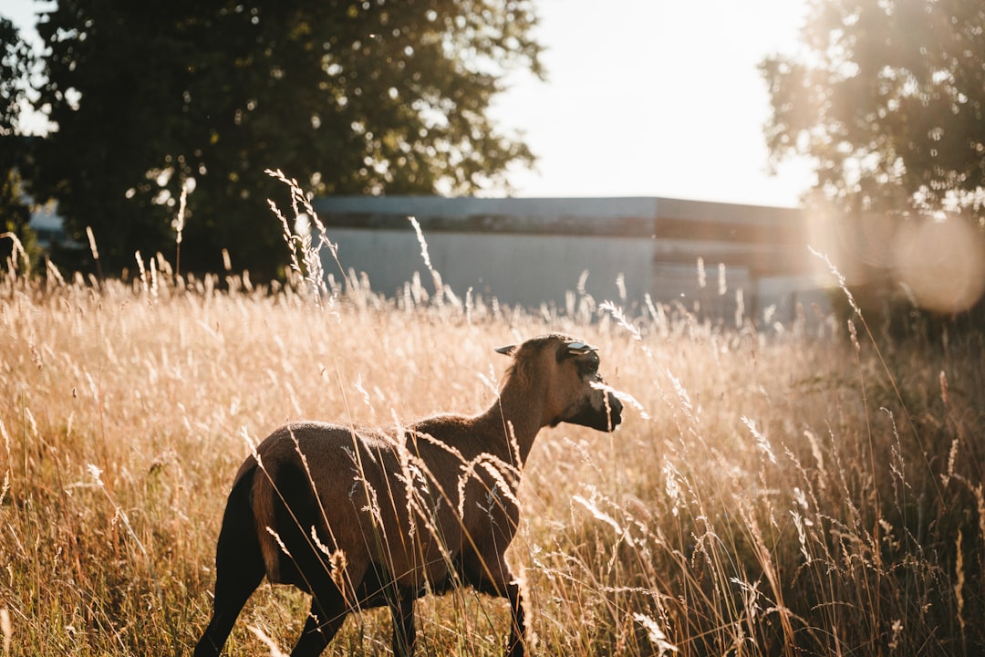brown-goat-on-brown-field-zlnsskiaqge